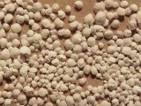 Foraminifera